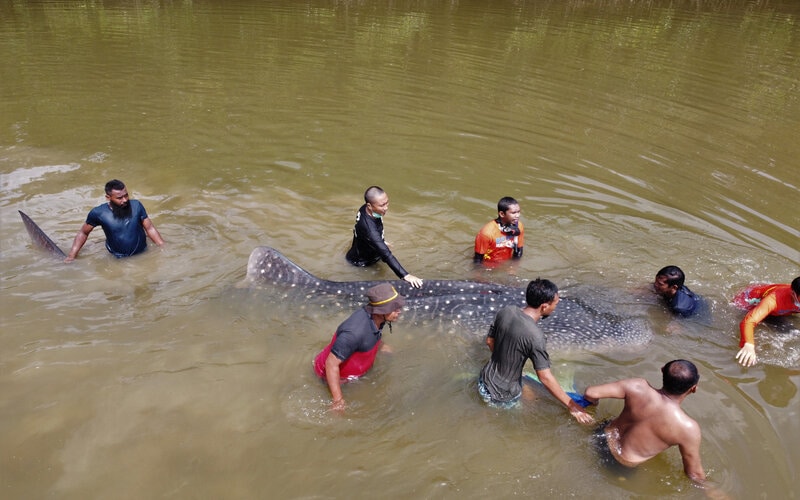  Foto-foto Evakuasi Hiu Terdampar di Sungai Kendari