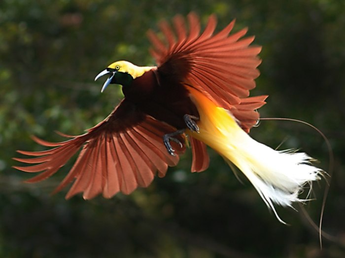 Cara Bertahan Hidup Saat Berburu Kicauan Burung di Hutan Papua 