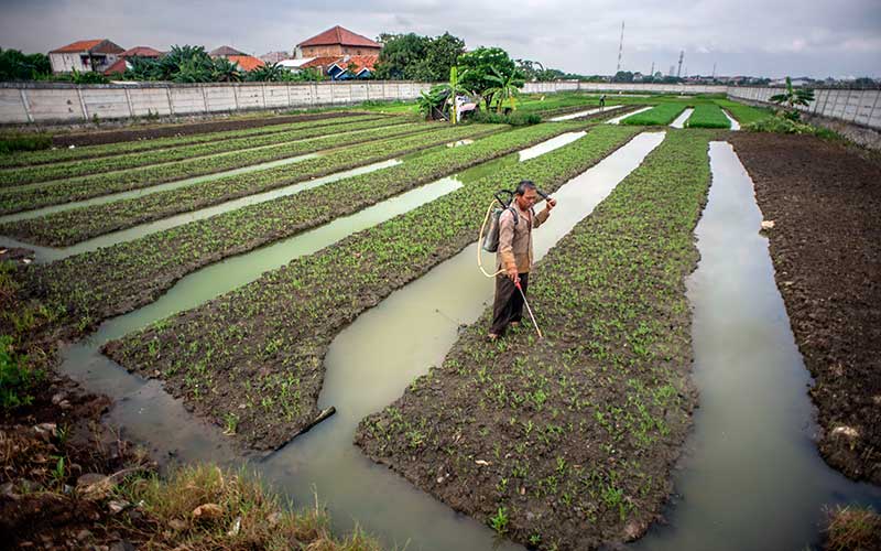  Lahan Pertanian di DKI Jakarta Menyempit