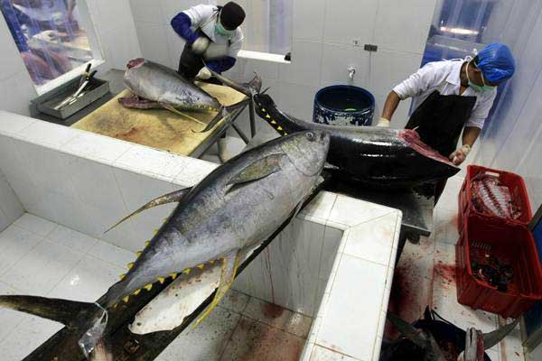 Pekerja membersihkan dan memotong ikan tuna untuk diekspor di tempat pengolahan UD. Nagata Tuna, Banda Aceh, Aceh, Jumat (26/1/2018)./ANTARA-Irwansyah Putra