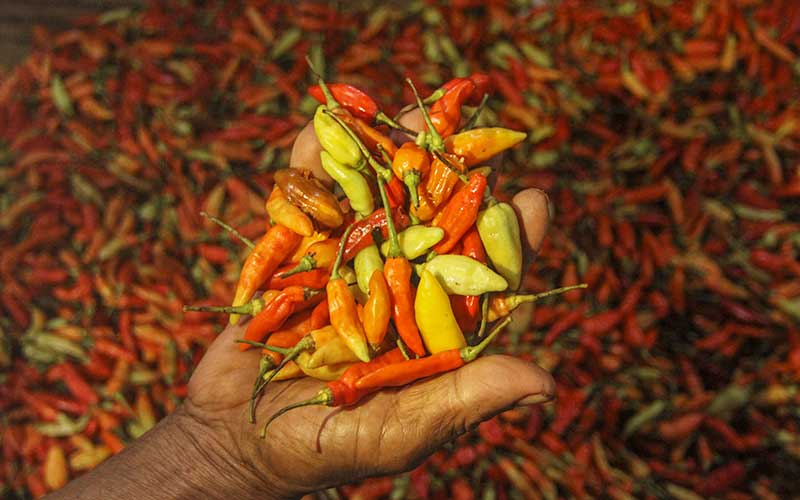  Harga Cabai Rawit Merah Merangkat Naik