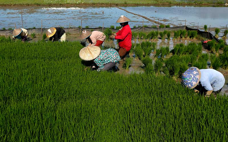  Musim Tanam Serentak Targetkan Produksi Produksi Padi Sebnayak 63,50 Juta Ton