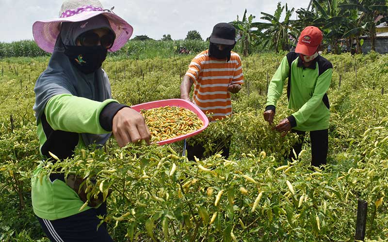  Petani Memanen Cabai Rawit di Lahan Tidur Milik Pemkot Madiun