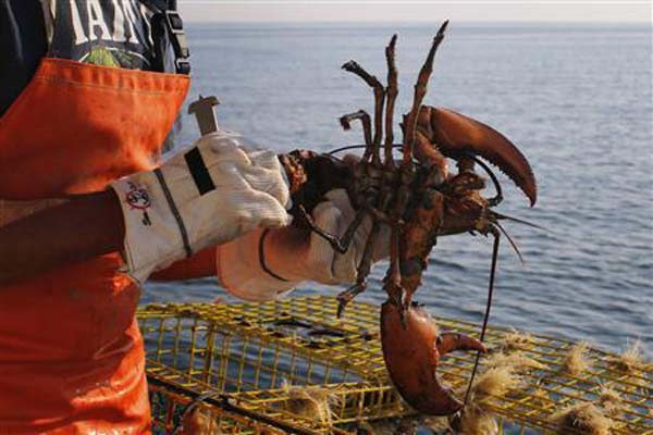 Ilustrasi lobster/Reuters