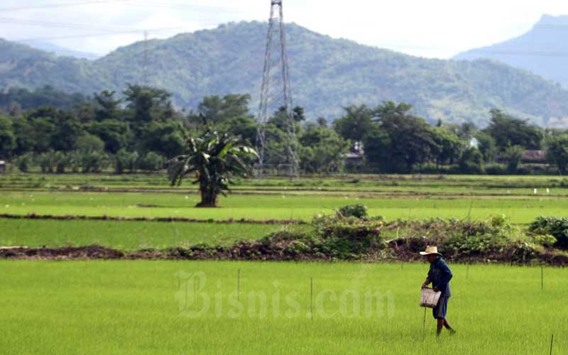  Kementan Terbitkan Aturan HET Pupuk Bersubsidi pada 2021