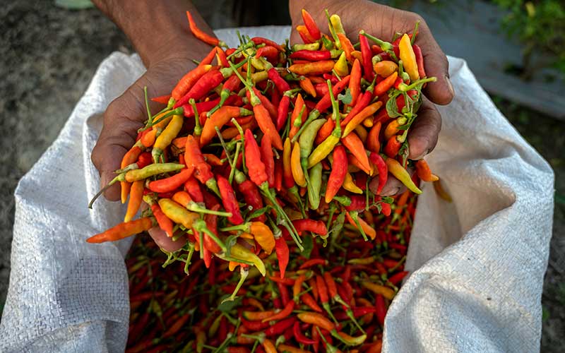  Harga Cabai Naik Tinggi, Petani Tidak Menikmati Kenaikan Tersebut