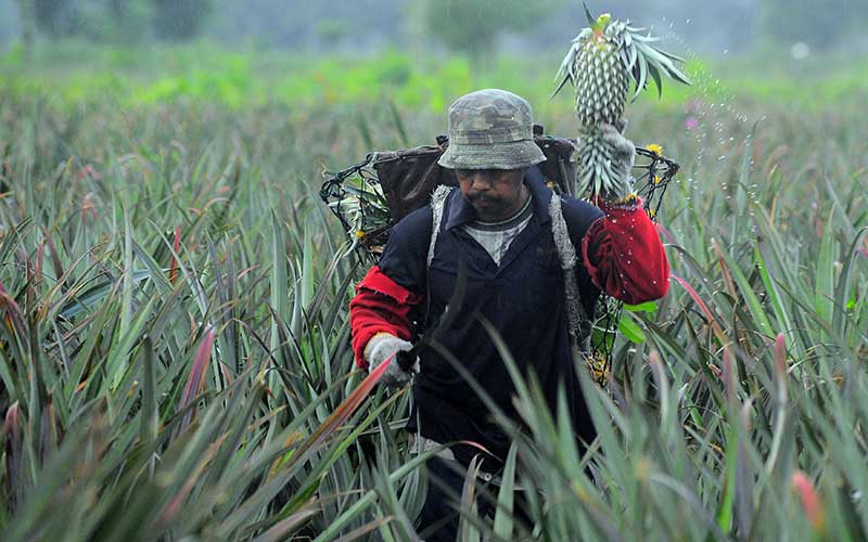  Harga Nanas di Tingkat Petani Anjlok Akibat Musim Hujan