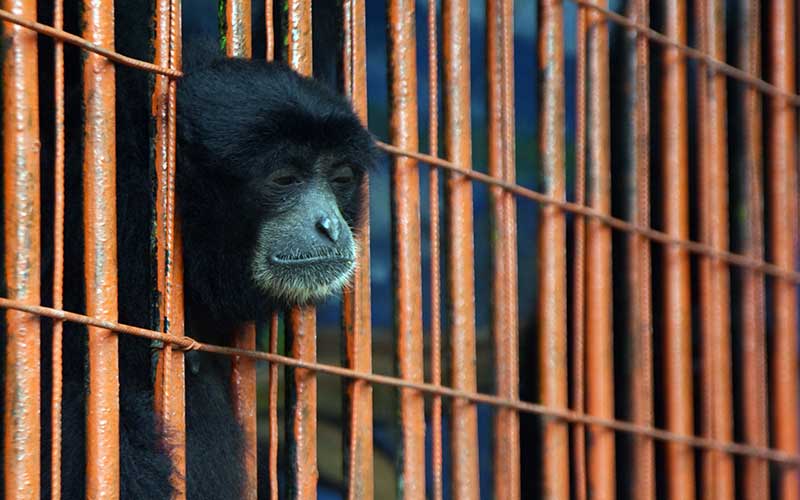  Kebun Binatang di Madiun Kesulitan Menuuutup Biaya Operasional Akibat Pemberlakuan PPKM
