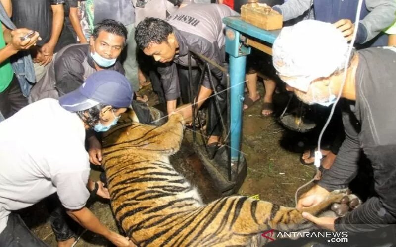  Harimau di Aceh Tenggara Terjerat Perangkap Babi Ditemukan Lemas