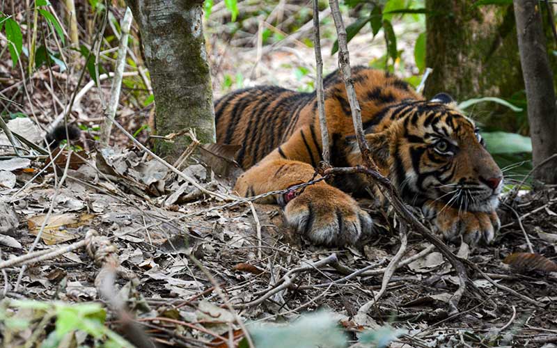  Seekor Anak Harimau Sumatra Terkena Jerat di Aceh