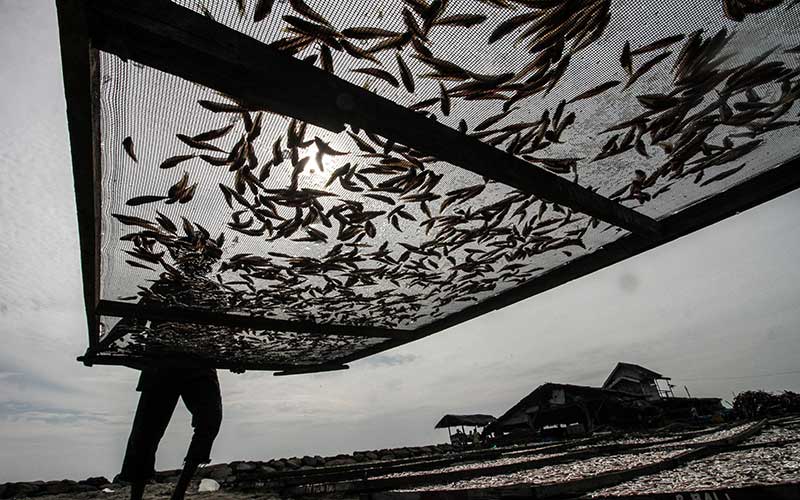  Meski Pandemi Covid-19, Produsen Ikan Kering di Aceh Masih Mampu Ekspor Ke Malaysia