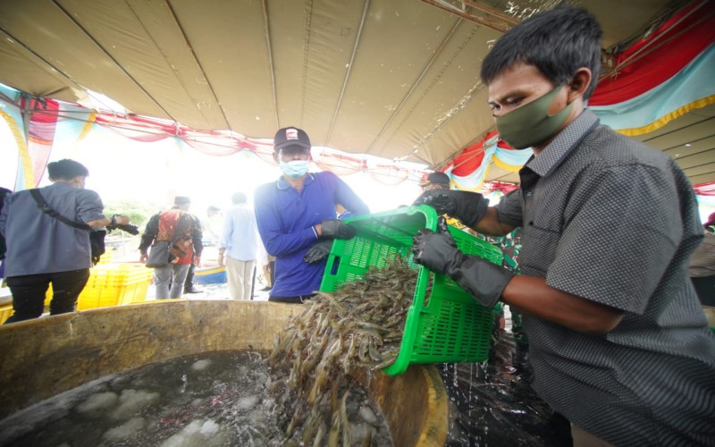  Setrum PLN Masuk, Petani Tambak Udang di Sumsel Kurangi Ongkos Produksi