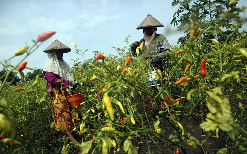  Meski Harga Cabai Melambung Tinggi, Harga Jual di Petani Tetap Rendah