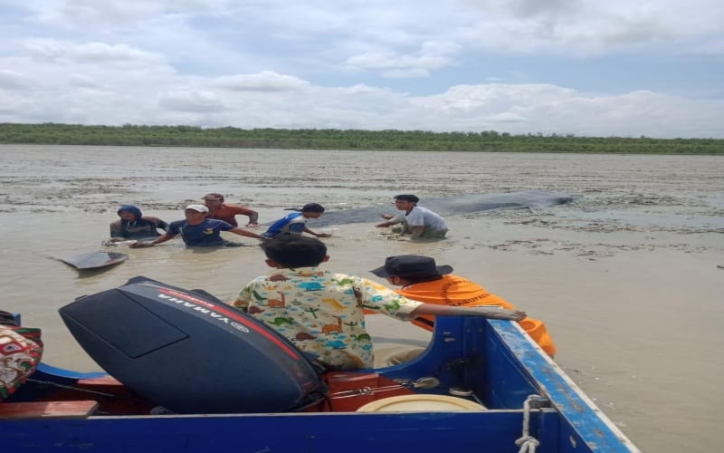  Warga Sungai Kong OKI Selamatkan Paus Terdampar