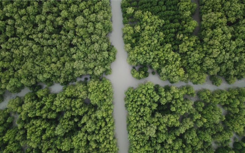  2021, Luhut Targetkan Rehabilitasi Mangrove 150.000 Hektare