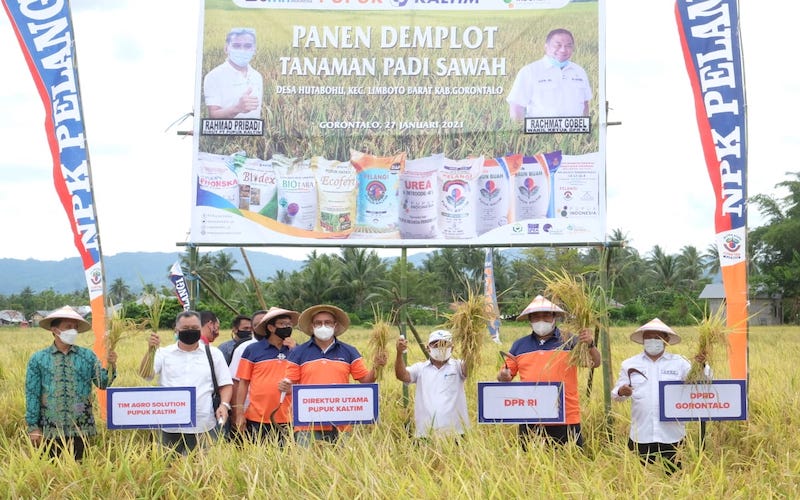  Agro Solution Pupuk Kaltim Tingkatkan Produktivitas Padi Gorontalo Hingga 80 Persen