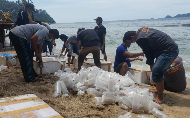  Lagi, Lebih dari 80.000 Benih Lobster Hasil Sitaan Dilepasliarkan