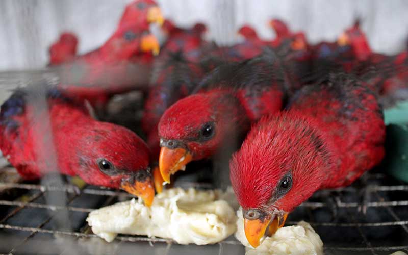  BKSDA Berhasil Gagalkan Penyelundupan 211 Ekor Burung Nuri Merah Maluku di Makassar