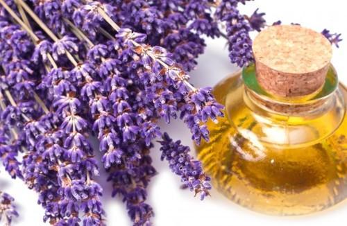 5 Manfaat Minyak Lavender Bagi Kesehatan