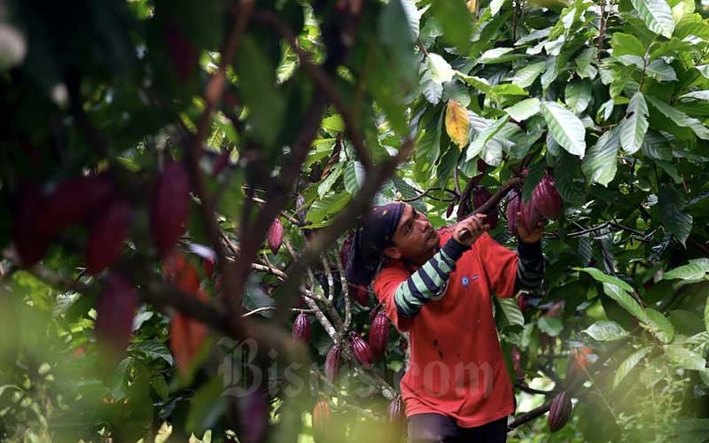  Kebun Kakao di Perkebunan kakao Pasir Ucing Jawa Barat Terlantar AKibat Covid-19