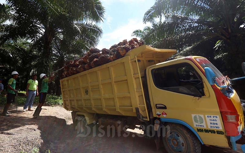 Petani membawa kelapa sawit hasil panen harian di perkebunan milik PT Sawit Sumbermas Sarana Tbk, di kawasan Pangkalan Bun, Kalimantan Tengah, Rabu (11/5). Bisnis/Nurul Hidayat