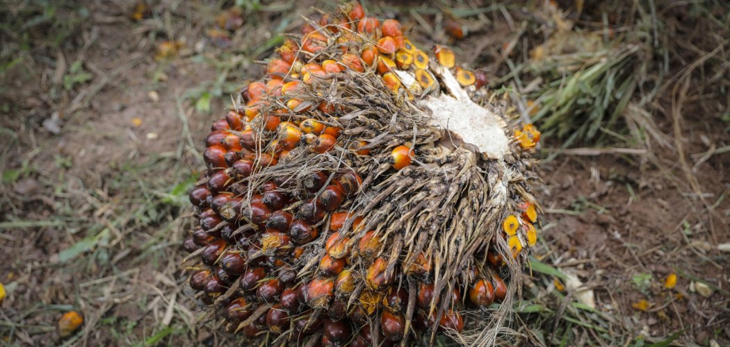 Tandan buah segar kelapa sawit. /Joshua Paul-Bloomberg