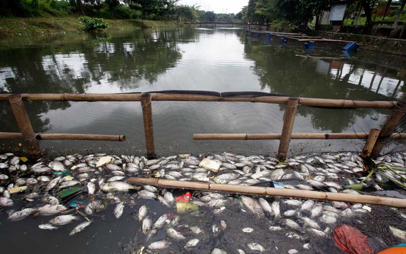  Ribuan Ikan di Setu Citongtut Mati Mendadak