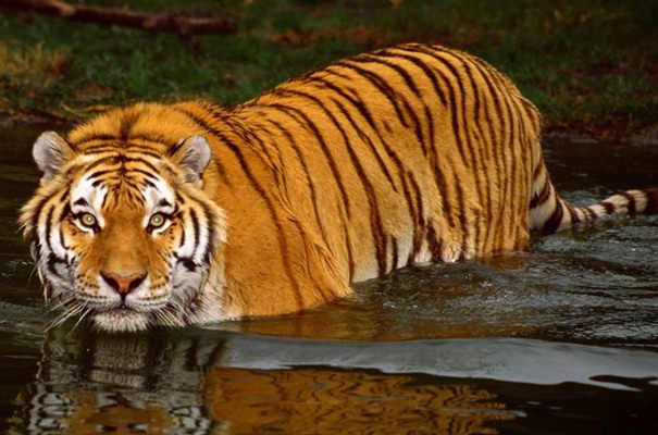  Satu Harimau yang Lepas dari Sinka Zoo Singkawang Ditembak Mati