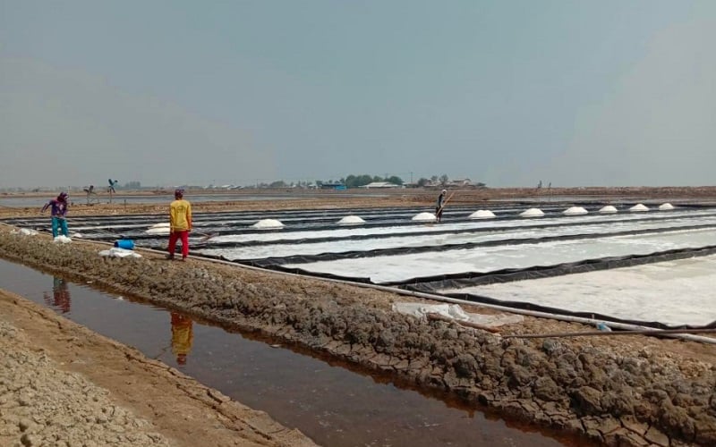  50 Persen Petambak Garam di Karawang Beralih Profesi