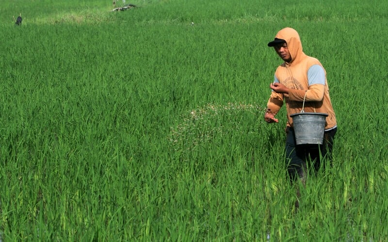 Petani memupuk sawahnya di area persawahan Somba Opu, Kabupaten Gowa, Sulawesi Selatan, Sabtu (30/1/2021). Kementerian Pertanian menetapkan alokasi pupuk bersubsidi tahun 2021 sebesar sembilan juta ton serta 1,5 juta liter pupuk organik cair untuk memenuhi kebutuhan petani./Antara-Arnas Padda.