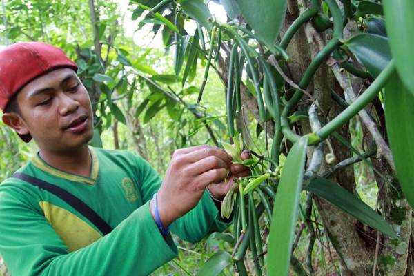  Komoditas Vanili Bali Makin Dilirik Eropa