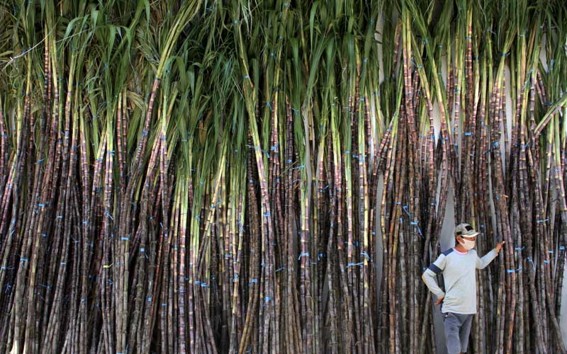  Jelang Perayaan Imlek, Penjual Tebu Musiman di Makassar Mulai Berdagang di Pinggir Jalan