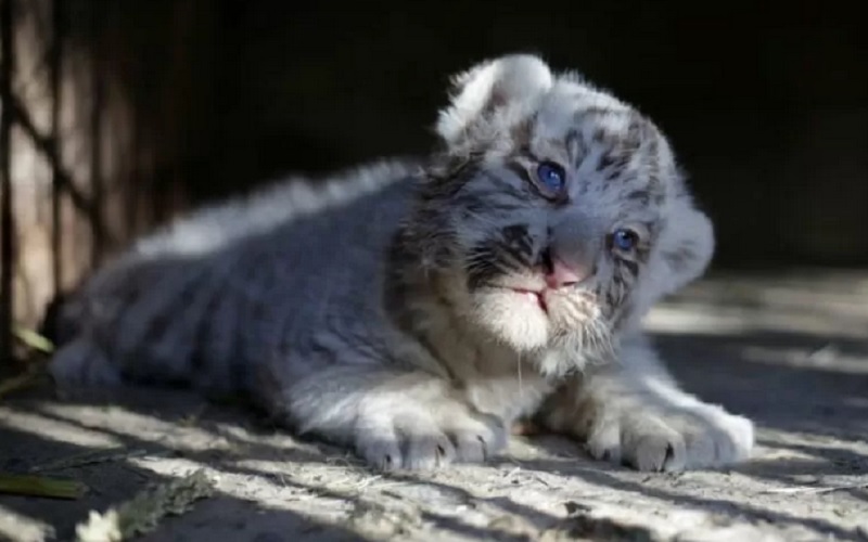  Dua Bayi Harimau Mati Akibat Covid-19