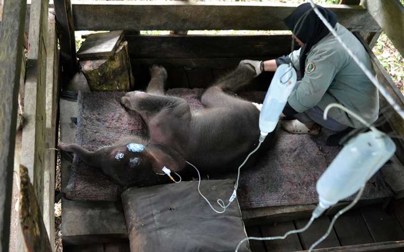  BKSDA Aceh Temukan Bayi Gajah Yang Terjebak di Kubangan Lumpur