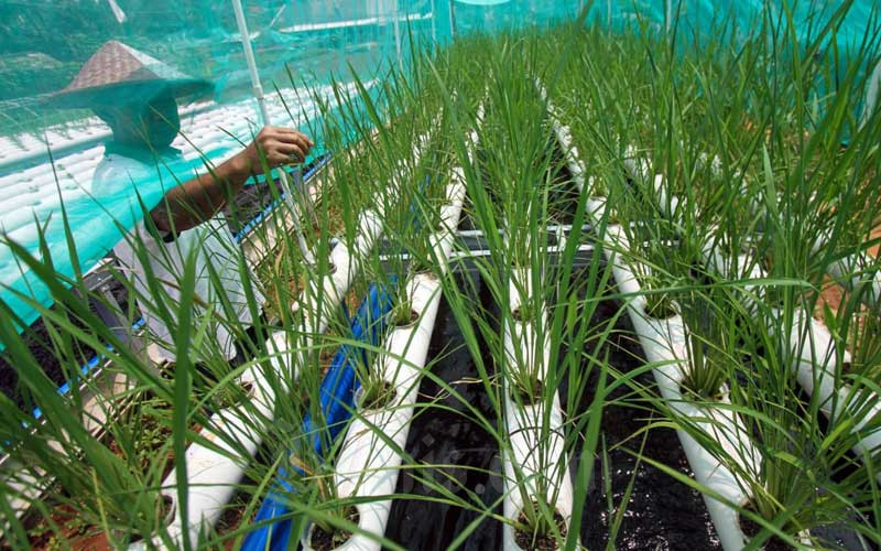  Penanaman Padi Dengan Teknik Hidroganik di Depok Jawa Barat