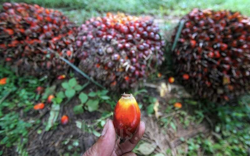  Harga Minyak Kelapa Sawit Catatkan Kenaikan Tertinggi Dalam Delapan Bulan Terakhir