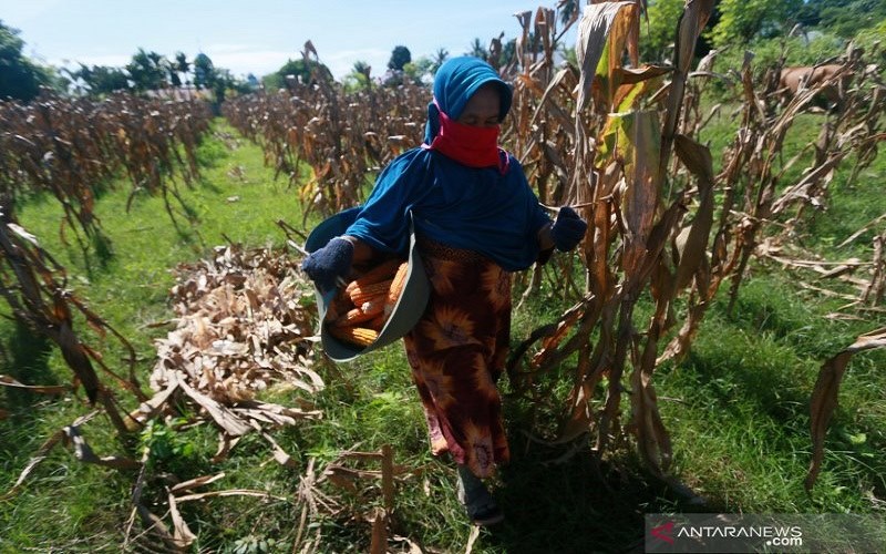  Tingkatkan Produksi, 4 Ton Benih Jagung Berkualitas Dibagikan untuk Petani Gorontalo