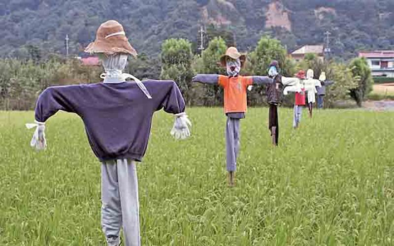  Pandemi Bikin Alih Profesi Jadi Petani, BPS : Waspadalah!