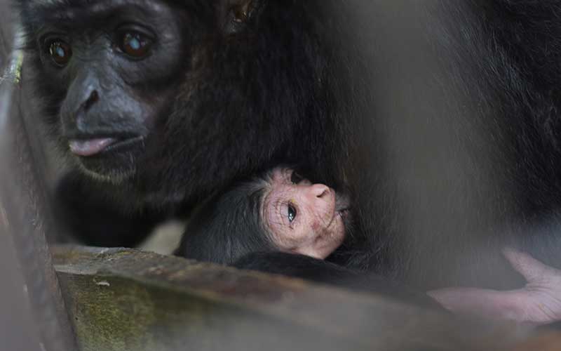  Bayi Owa Ungko Lahir di Kandang Transit BBKSDA Riau