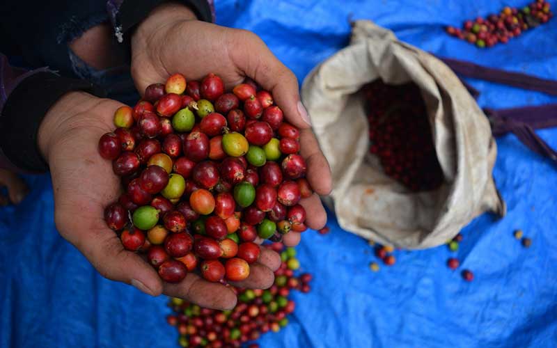 Petani menunjukkan buah kopi ekselsa di lereng pegunungan Anjasmoro Desa Panglungan, Wonosalam, Kabupaten Jombang, Jawa Timur, Kamis (10/9/2020). Kopi ekselsa atau yang biasa disebut asisa merupakan varietas kopi yang paling banyak tumbuh di kawasan sekitar lereng gunung Anjasmoro dengan ketinggian areal tanam rata-rata 600-1000 mdpl dan harga ditingkat petani berkisar Rp60 ribu per kilogram. ANTARA FOTO/Syaiful Arif