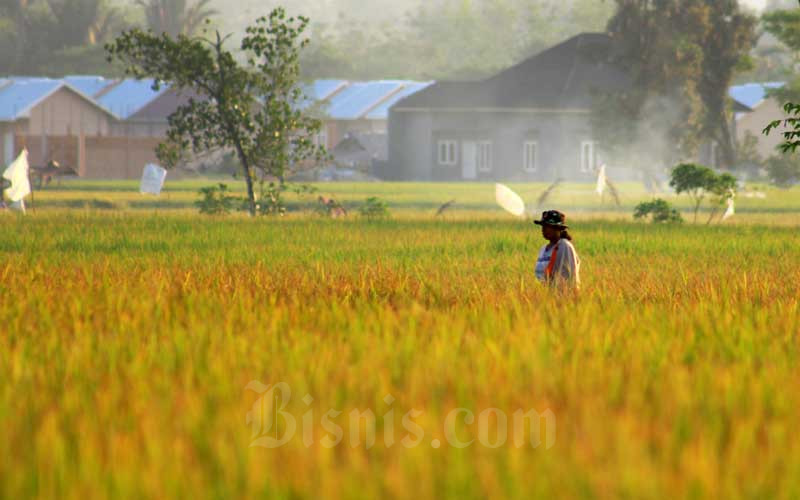  Produksi Beras Berkurang Akibat Kekeringan Yang Melanda Sejumlah Daerah di Sumatra Barat