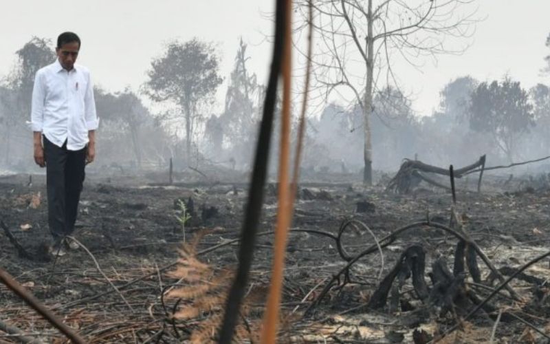  Jokowi Kenang Karhutla 2015, Terpaksa Tempuh Jalur Darat ke Riau & Kalteng