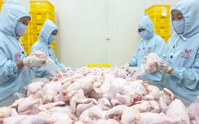  Rampungkan Rumah Potong Ayam, Widodo Makmur Unggas (WMUU) Optimistis Segera Melejit