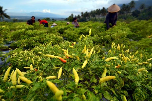  Terungkap! Ini Penyebab Harga Cabai Rawit Tembus Rp100.000 per Kg