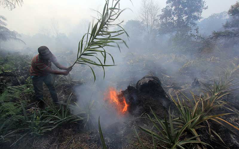  11 Hektare Lahan Gambut di Riau Terbakar Akibat Cuaca Panas