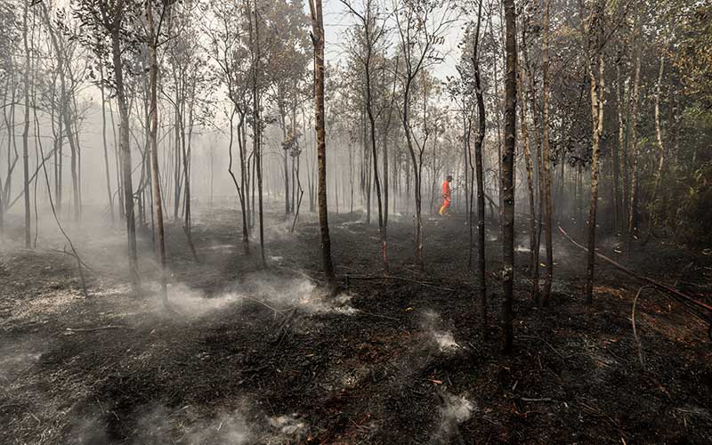  Cuaca Panas Dan Angin Kencang Sebabkan Kebakaran Hutan di Kawasan Bandara Hang Nadim, Batam