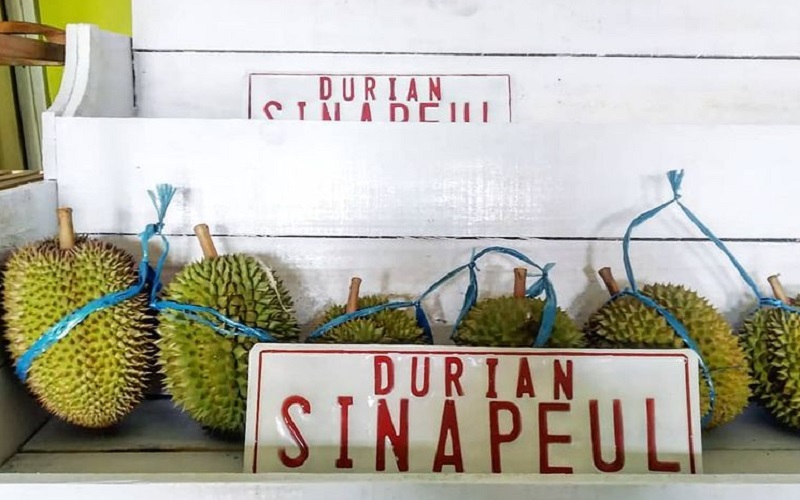  Jelajah Metropolitan Rebana: Pecinta Durian Wajib Nikmati Durian Sinapeul Majalengka