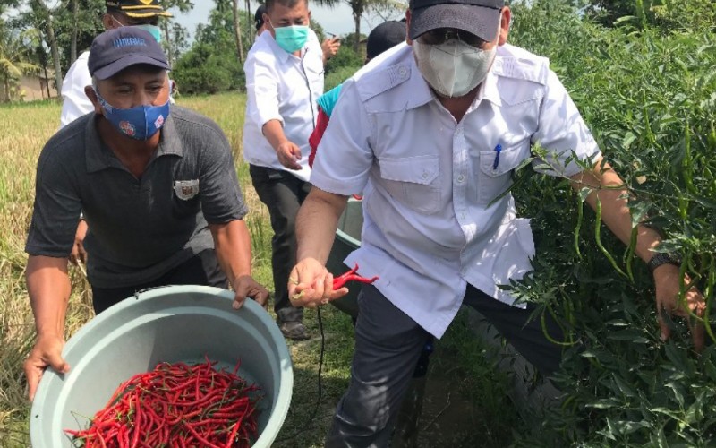  Petani Deli Serdang Siap Panen 20 Ton Cabai per Hektare