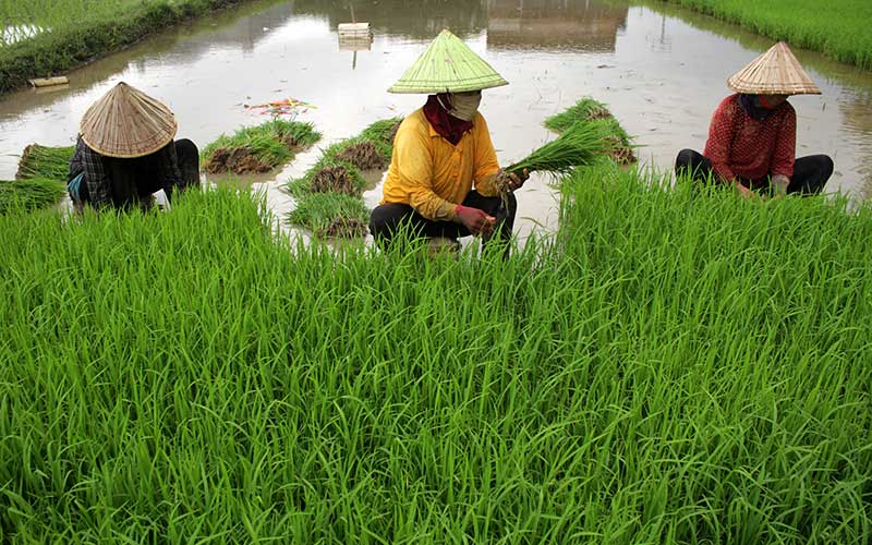  BPS Catat Upah Buruh Tani Meningkat