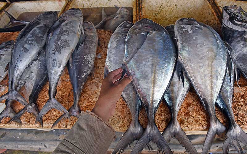  Konsumsi Ikan Nasional Naik 3,47 Persen Pada 2020